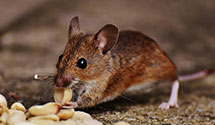 24 Hour & Emergency Exterminators in Arenzville, IL